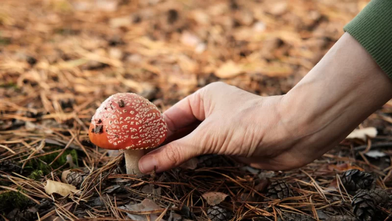 Amanita mushroom gummies and holistic wellness – Integrating fungi into self-care