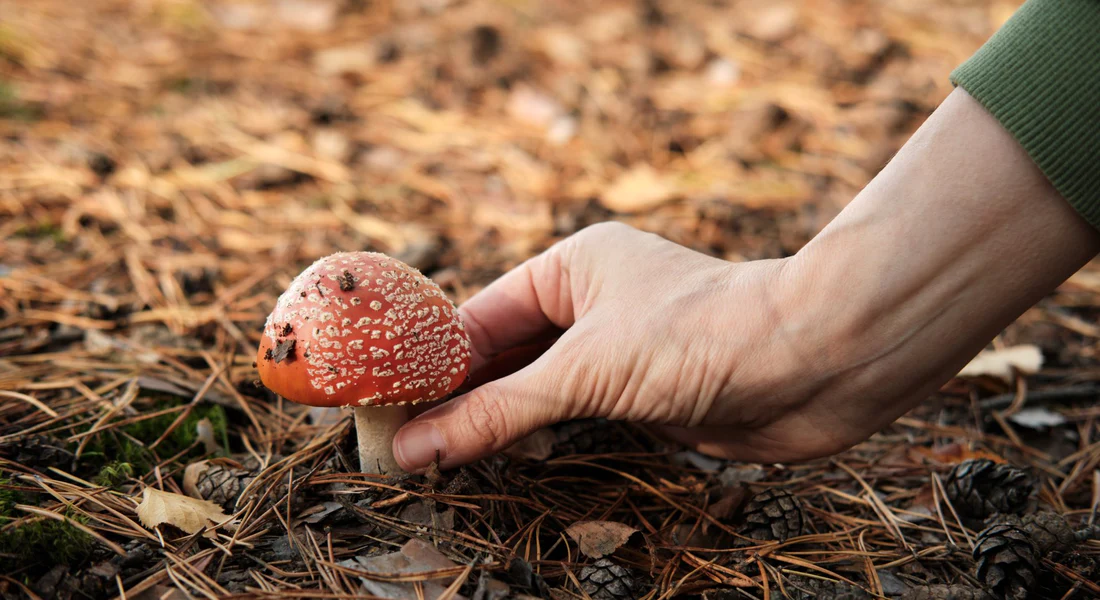 Amanita mushroom gummies and holistic wellness – Integrating fungi into self-care